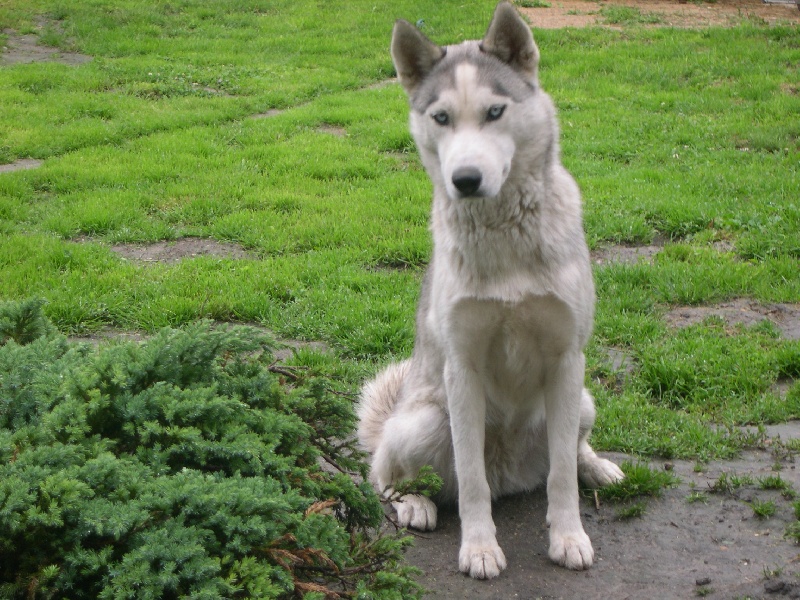 Gaya Des Loups De La Forêt