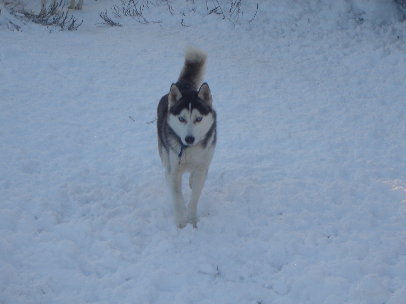 Amarok's Eady